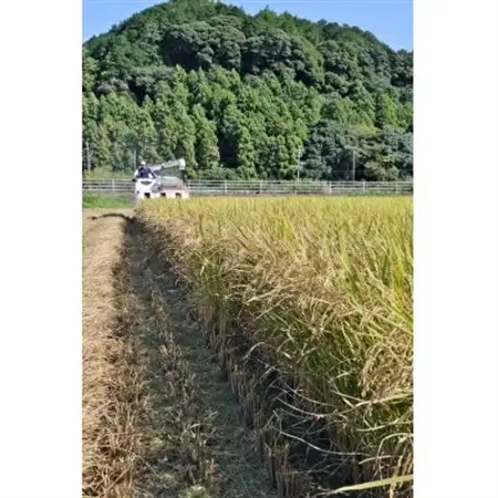 【毎月定期便】静岡こしひかり(精米)10kg×1袋全12回【4076030】