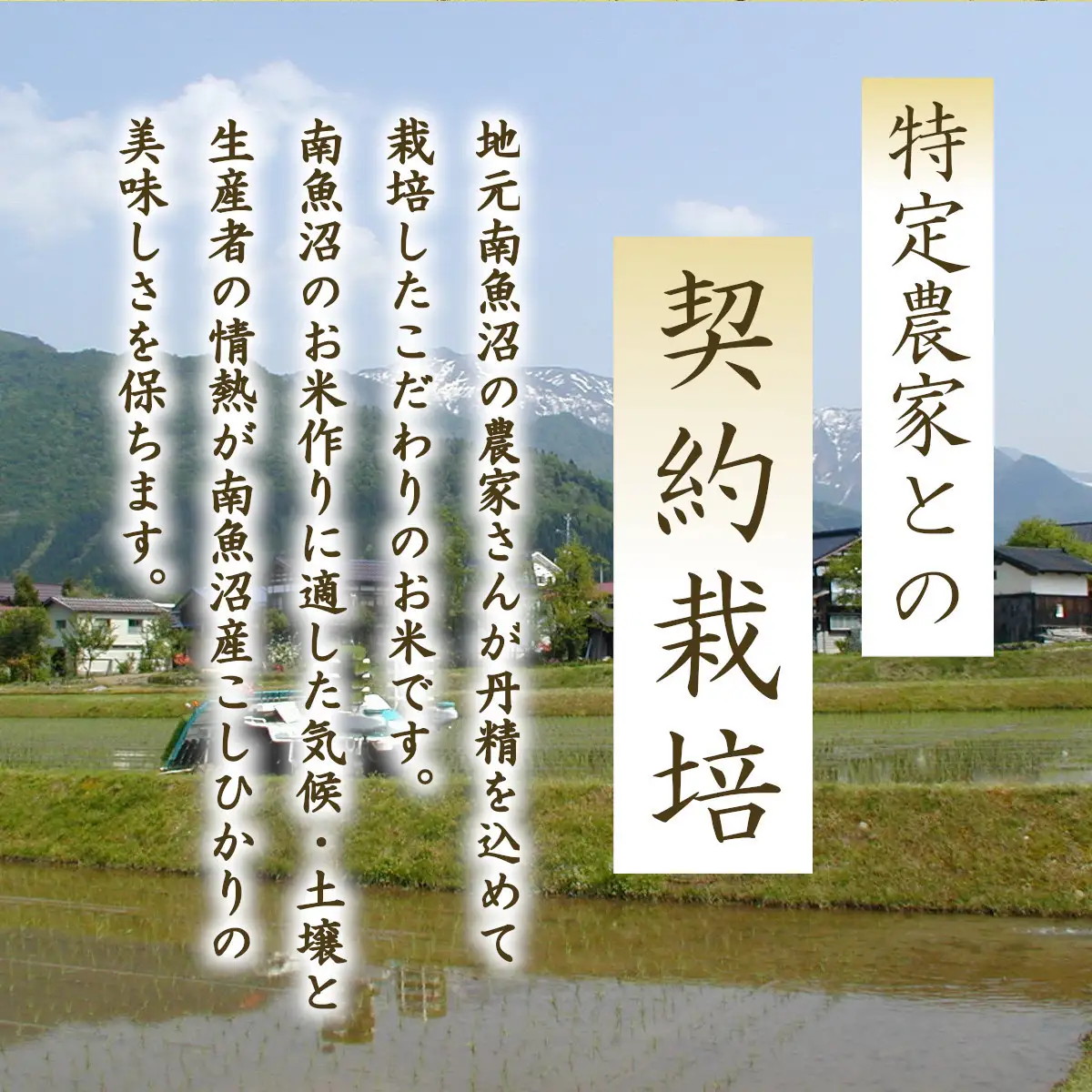 氷温熟成南魚沼産こしひかり　パックご飯180g×48【パックごはん レトルト 便利 簡単調理 米 お米 白米 美味しい ふんわり 防災 保存食 非常食 備蓄 レンチン】