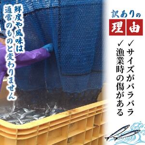 【予約】 訳あり ＼ さんま ／ 約2kg 冷蔵