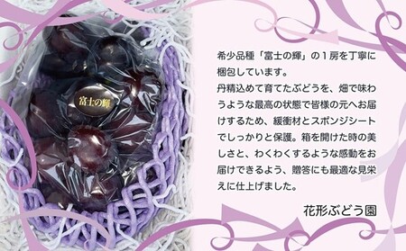 有機栽培にこだわった選りすぐりのぶどう 富士の輝 1房600g以上 ぶどう 希少品種