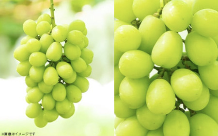 シャインマスカット ＆ 梨 セット （新高梨 or 新興） 先行予約 R8年産 シャインマスカット