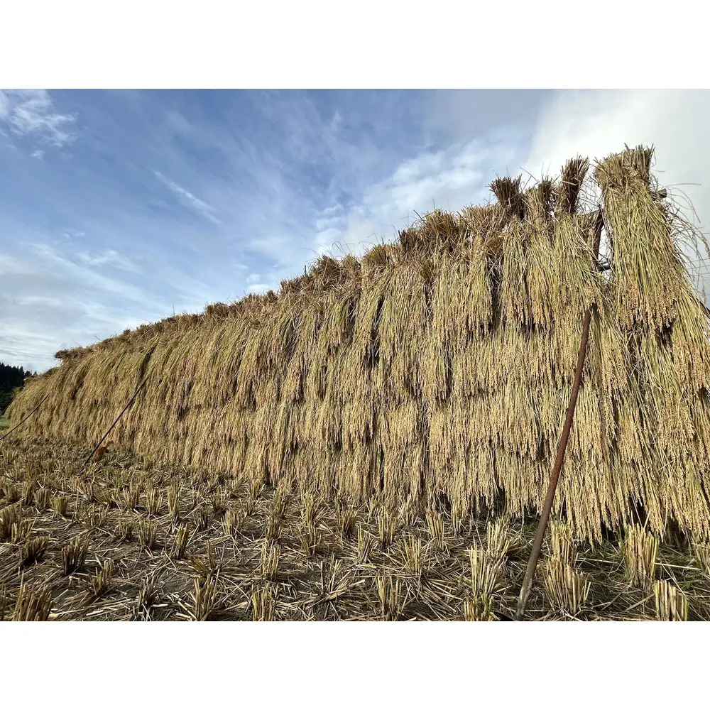 [令和7年産]はさがけJAS認定　有機栽培米　農薬・化学肥料不使用の米　南魚沼産こしひかり3kg  八海山の里で実りました。【銘柄米 ブランド米 精米 こしひかり コシヒカリ 魚沼産 新潟米 産地直送 お米 米 こめ コメ ごはん】