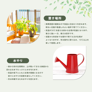 2026年5月中旬～発送【観葉植物】アデニウム・オベスム15cm～25cm (Green Base/IB003-053) 南国鹿児島県で育った 観葉植物！植物 鉢付 インテリア 室内 オフィス おしゃれ プレゼント ギフト 開店祝い 移転祝い ※北海道・沖縄・離島配送不可