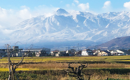 令和7年 新潟県産【ゆうだい21】 5kg 5キロ 窒素封入 宇都宮大学で生まれた奇跡のお米 上越市 坪井農場