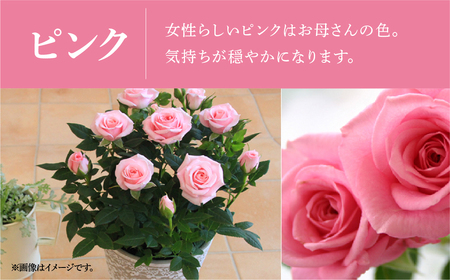 【母の日】ミニバラ ピンク 鉢植え レース柄 産地直送 品種おまかせ のため 訳あり [5月7日～10日 お届け] 四季咲き 花 ガーデニング 生産量 日本一 天皇杯 ※沖縄 離島配送不可 薔薇 セントラルローズ [mt1896pink] 10000円 1万