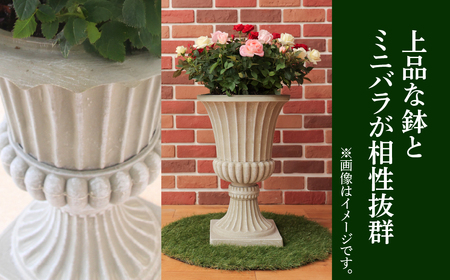 産地直送 ミニバラ トロフィーカップ（大） ふんわり（淡いMIX） [11月～4月 お届け] 品種 おまかせ のため 訳あり 訳アリ 四季咲き ミニバラ 花 ガーデニング 生産量 日本一 天皇杯 鉢植 ※沖縄 離島配送不可 薔薇 セントラルローズ [mt1903_awai] 100000円 10万