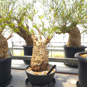 オペルクリカリア・パキプス「塊根植物の王様」(発根管理済) Z13｜観葉植物 コーデックス [0599]