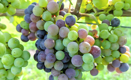 Merlot／メルロー 2023　長野　信州　小諸市ワイン　赤ワイン
