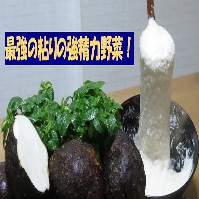【芋家なか吉】丹波山の芋 わけあり 3キロ 11月収穫のとれたての新芋［ 京都 山の芋専門店 職人 とろろ 芋 いも イモ 野菜 3kg 不揃い 事業者応援品 応援 人気 おすすめ お取り寄せ 通販 送料無料 ふるさと納税 ］