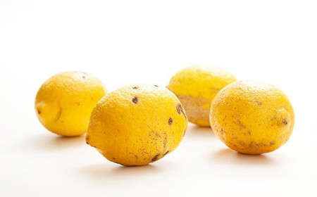 環境マイスターのレモン 訳あり3kg （栽培期間中は無肥料・農薬不使用） 【2025年11月上旬～2026年6月下旬迄順次発送予定】