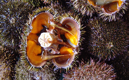 北海道 礼文島産 ミョウバン不使用 塩水ウニ エゾバフンウニ 100g×5パック［野崎水産］【 うに ウニ 雲丹 生うに 塩水うに バフンウニ 素材本来の味 海鮮 うに丼 濃厚 甘み 産地直送 】
