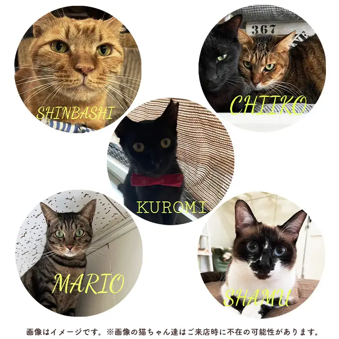 猫ルーム1時間利用チケット3枚 ／ hinacafe 猫カフェ 保護猫 遊び 触れ合い 写真撮影 まったり 癒し 山口県 No.203