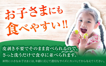 【2026年8月中旬より順次発送】新鮮シャインマスカット 1.2kg（2-3房）[VEL001]