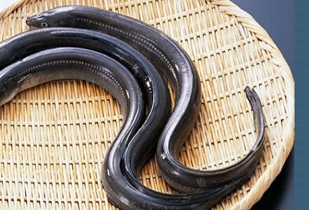 【純国産ウナギ】つしま鰻蒲焼3尾入(450g)