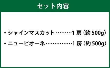 岡山県産 シャインマスカット「晴王」とニューピオーネ 2Lサイズ 計約1kg 【2026年8月下旬～9月下旬迄発送予定】  くだもの フルーツ 詰め合わせ ぶどう