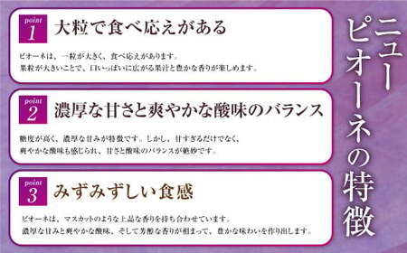 ご家庭用 岡山県産 ニューピオーネ 約2kg（3房～6房） 【2026年8月下旬～9月下旬迄発送予定】 果物 くだもの フルーツ ぶどう ブドウ 葡萄