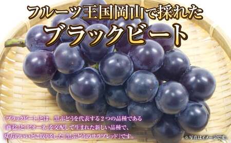 岡山県産 ブラックビート 約2kg（3房～6房）【2026年8月上旬～9月上旬発送予定】 ぶどう ブドウ 葡萄