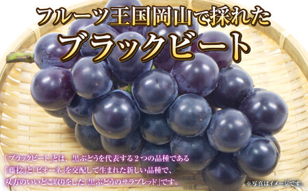 岡山県産 ブラックビート 約1.2kg（約600g×2房）【2026年8月上旬～9月上旬発送予定】 ぶどう ブドウ 葡萄