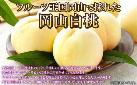 岡山白桃 エース 5～10玉 約2.4kg 岡山県産【2026年7月上旬～8月下旬発送予定】 白桃 桃 もも モモ