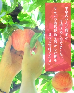 【2026年8月順次発送】平泉町産桃 約2.5kg (7～10玉) おどろき【dma501-od】