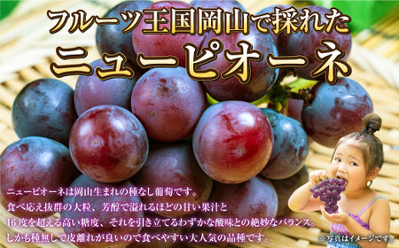 岡山県産 ニューピオーネ 約800g（約400g×2房） 【2026年6月下旬～7月下旬発送予定】 ピオーネ ぶどう 葡萄 ブドウ 種なし