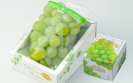 岡山県産 マスカット・オブ・アレキサンドリア 約600g（1房） 果物 フルーツ くだもの ぶどう ブドウ 葡萄 マスカット 冷蔵 国産 奈義町 【2026年6月下旬～7月下旬発送予定】
