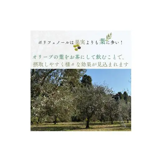 《ギフトボックス入り》匝瑳オリーブ 千朋園　オリーブ茶　2袋 60g（1袋2g×15パック×2袋） ／ お茶 オリーブ茶 オリーブ オレウロペイン ポリフェノール ティーバッグ ギフト 贈答 贈り物