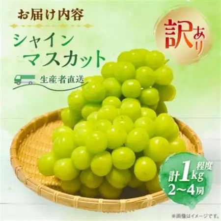 【2026年発送】訳あり!生産者直送シャインマスカット 計1kg【味には妥協なし!】【配送不可地域：離島】【1681114】