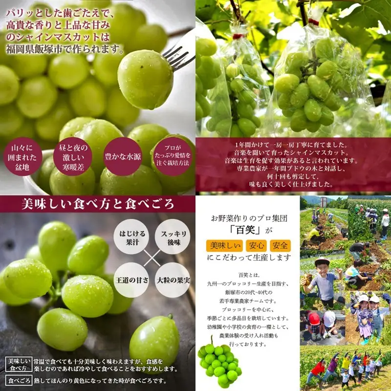 シャインマスカット4-6房(約2kg)＜2026年8月中旬から発送開始分先行予約＞【B6-028】