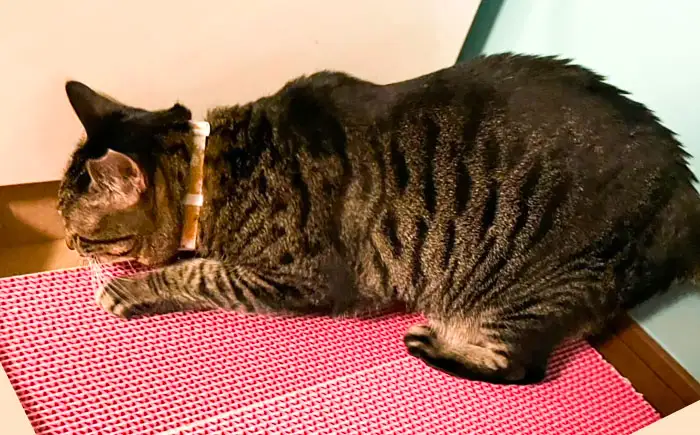 ペット カラフルな猫の爪とぎ 2個入り ペット BLBL001