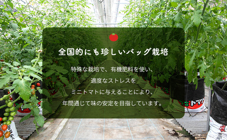 【2025年10月～順次出荷】ミニトマト2kg　アマメイド糖度8度以上　高リピート率野菜