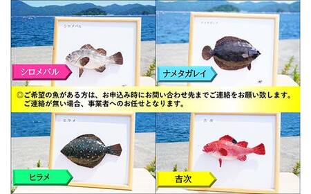 萬さん手作り、本物そっくり魚の模型 1点 三陸山田産 山田町 山田湾 工芸品 職人 匠 YD-935