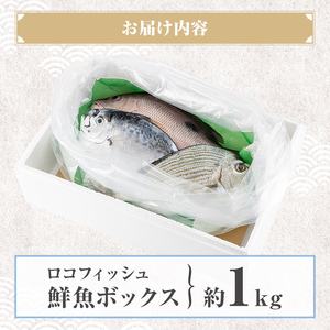 【P78002】ロコフィッシュ 地魚 下処理済 鮮魚 ボックス 約1kg 発泡スチロール包装 鮮魚BOX 【昌徳丸】