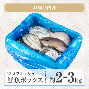 【A78005】ロコフィッシュ 地魚 下処理済 鮮魚 ボックス 約2～3kg 発泡スチロール包装 鮮魚BOX 【昌徳丸】