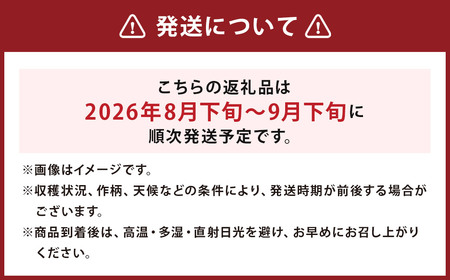 先行予約 球磨美人 井上さんちの 白ネギ L × 30本 野菜 ねぎ ネギ 葱 白ねぎ 白葱 【2026年8月下旬～9月下旬迄発送予定】
