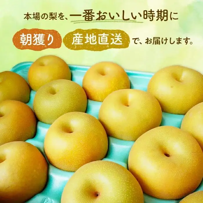 ※先行受付※【新高3kg】かまがや育ちの完熟梨（梨業組合）