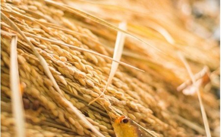 【予約受付】令和8年産・新米 ミルキークイーン 5kg 令和8年産 南小国産 新米 米 白米 玄米 玄米対応 お米 ご飯 ごはん 冷めてもおいしい ASO小国ファーム 熊本 南小国町 送料無料