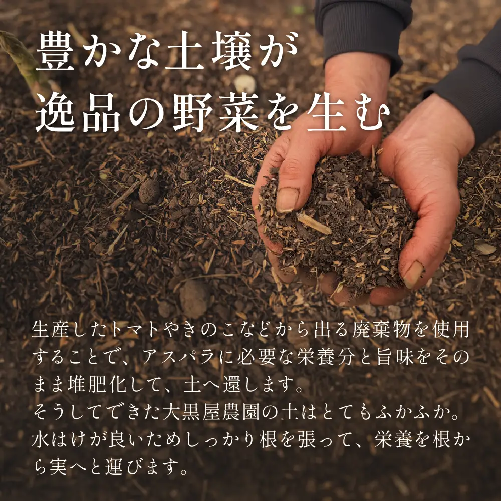 （2026年5月から順次発送）高級アスパラガス 隆至の龍 500g（約25本入り）レギュラーサイズ【119-3】