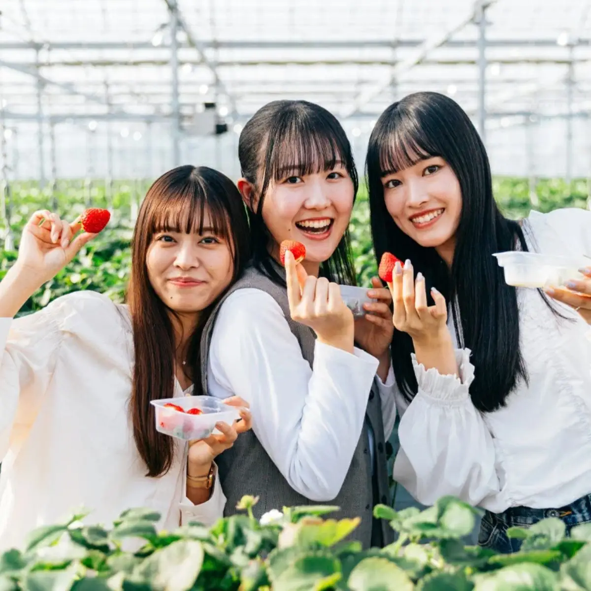 あまりん 冷凍いちご 2kg | あまりん