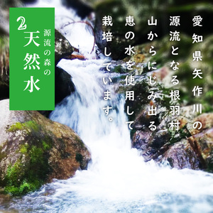 《予約品》令和8年6月～発送★とまとのクラフトビール「 ねばとエール (NEBATO ALE）」3本セット 発泡酒 クラフトビール トマト トマトのお酒 ビール 南信州 長野県 地域限定 完熟トマト 根羽村産 小林農園 天然水