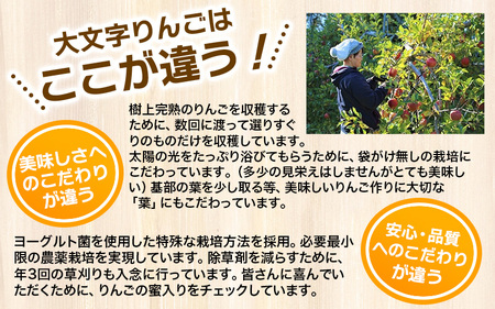 【10月下旬頃より順次発送】大文字りんご園 サン北斗 約5kg  大玉(10～12玉) 【dma002-big】