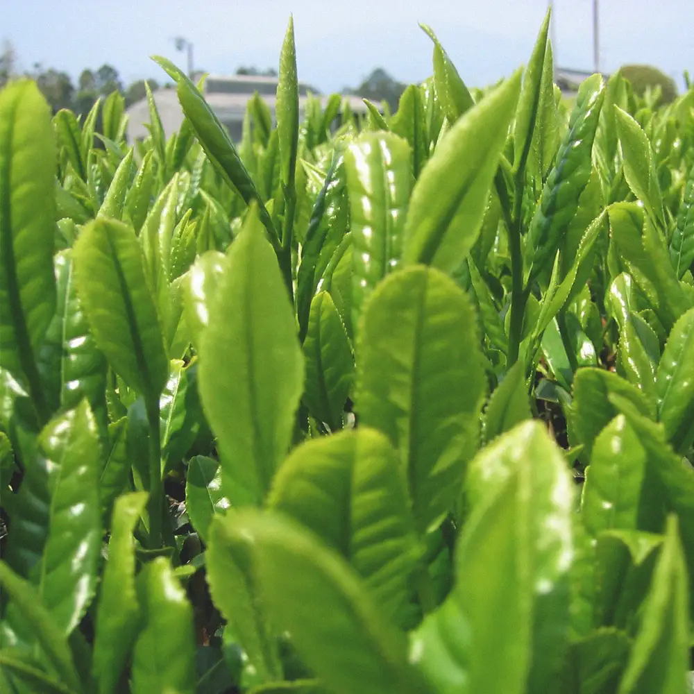 四日市認定地場特産品【泗水十貨店（しすいじっかてん）】濃い抹茶グリーンティ　有糖２本　手提げ袋付き