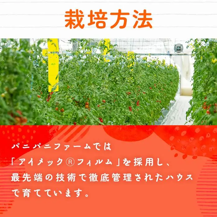 宮古島産 トマト 【プチぷよ】 約800g　糖度平均12度（PN02）