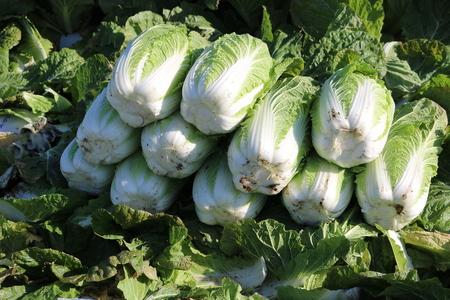 【先行受付】【7月】 信州松本産・旬の野菜 おまかせセット（約10～12品）