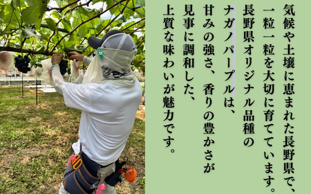 【2026年先行予約】ナガノパープル 900g以上（2房）｜ぶどう ぶどう