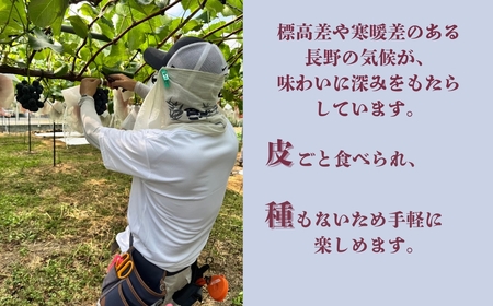 【2026年先行予約】クイーンルージュ® 900g以上（2房）｜ぶどう ぶどう