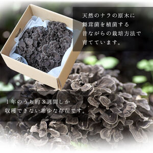 【2026年先行予約】原木 舞茸 約2kg  舞茸 まいたけ  きのこ【tab0225-2000】