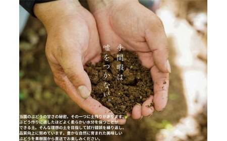 厳選 岡山県産 シャインマスカット 1.0kg以上 2房 【2026年先行予約】 【kgftmt001-02】