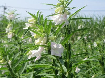 ごま美容オイル「胡麻OIL」 