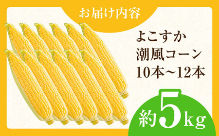 【先行予約】【数量限定100セット】よこすか潮風コーン 10本~12本 計約5kg 【井上農園】とうもろこし トウモロコシ[AKDJ002]